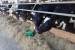 13 Opavské krávy jsou 2x užitečné  - dávají mléko a kejdu pro výrobu bioplynu