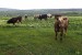 19 Ráno nás vítají krávy