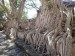 21 Podobné stromy na hradbách jsme  viděli v kambodžském Angkoru.
