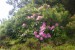 06 Všude kvetou divoké rododendrony