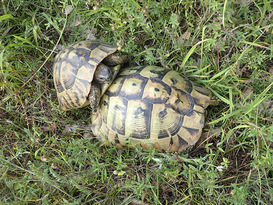 61 Večerní erotické představení