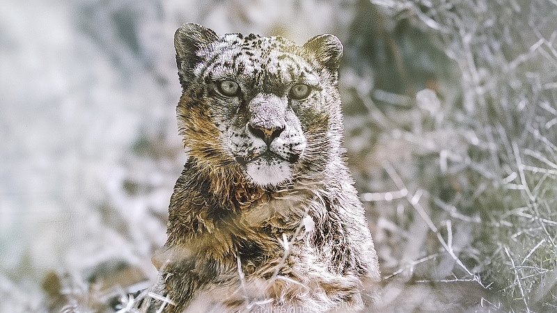 98l Králem vysokohorské přírody je sněžný leopard.