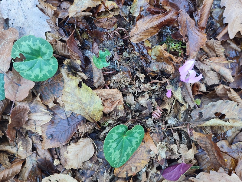 08 Kvetou bramboříky !