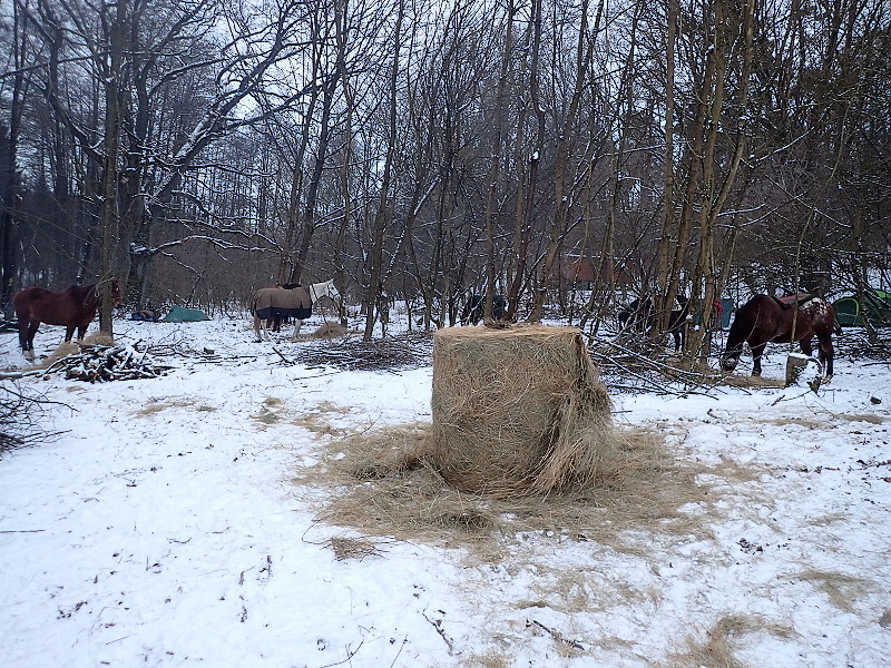 06 V cíli čeká koně seno a voda
