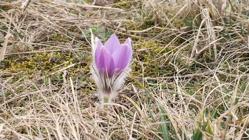 04 Jeden z prvních konikleců