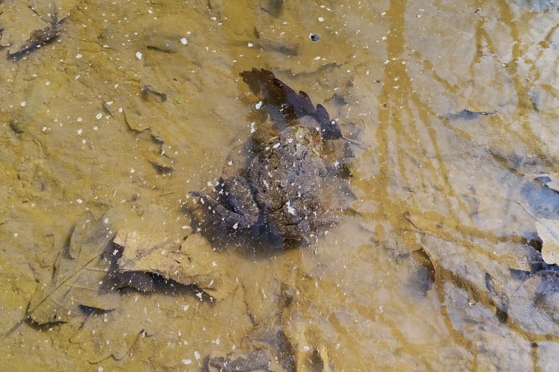 20 Ropucha se maskuje, ale poznali jsme ji.