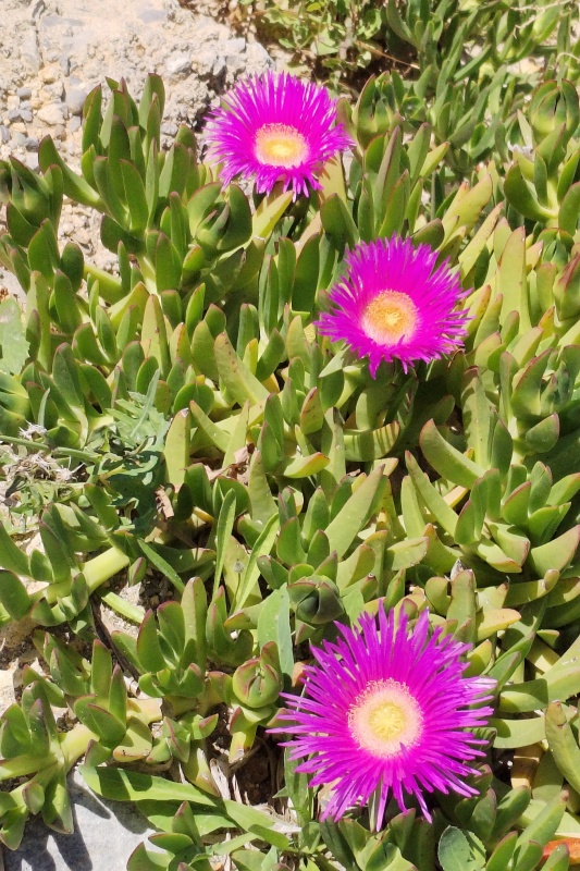 12 Všude něco kvete.