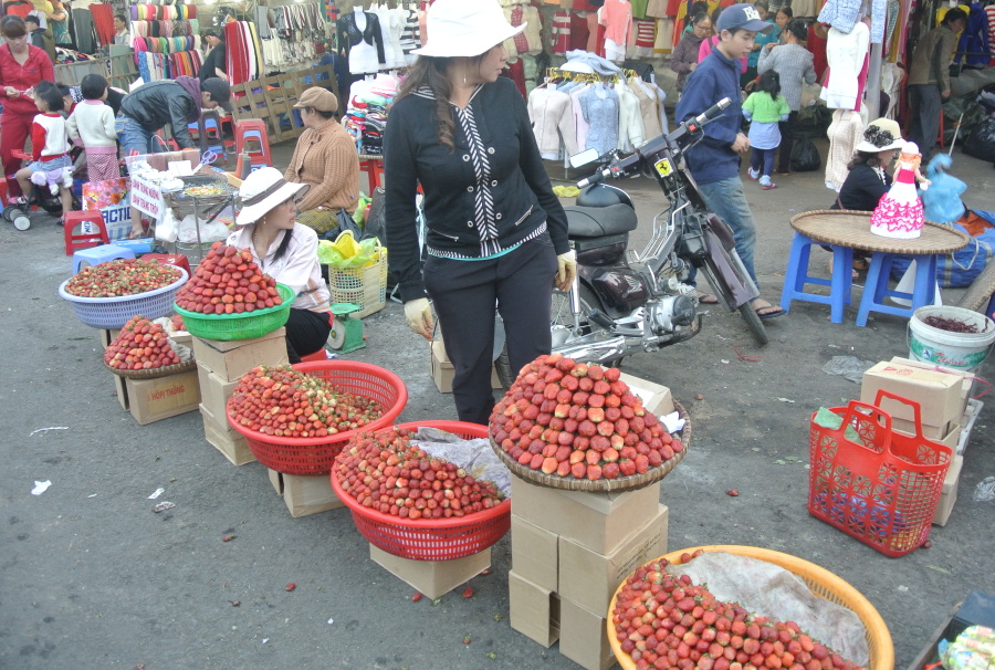 19.Jahody ve vietnamských horách