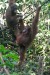 06 Orangutani žijí volně jen na Borneu a Sumatře
