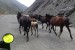 12 Kyrgyzstán je země koní