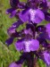 19 Orchidej - vstavač kukačka