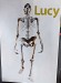34 V roce nálezu - 1974 byla Lucy zvána Pramáti lidstva. Má 3,18 milionu let. Už ji ale předstihla Ardi.