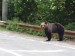 43  Dvanáct medvědů kolem silnice